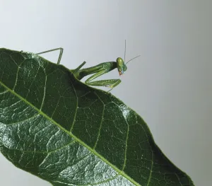 Oberkörperansicht von Mantis auf Blatt