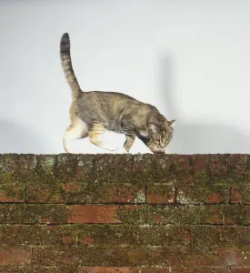 Domestic Cat Behavior Drucke: A cat on a wall