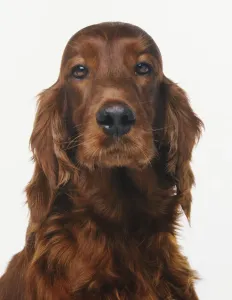 White Background Dog Photography Drucke: Face of Red Setter