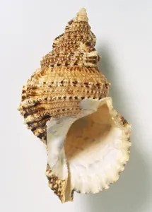 White Background Mollusk Drucke: Giant Frog Shell