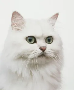 Der Kopf eines weißen Katzen