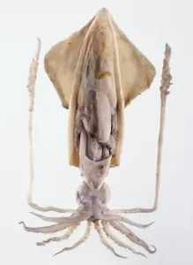 White Background Sea Creature Drucke: Model of Giant squid (Architheutis sp. )