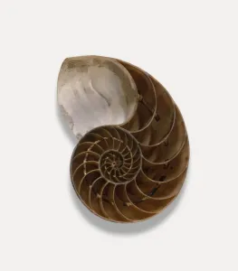 Studio Photography Of Shells Drucke: Nautilus shell, cross-section