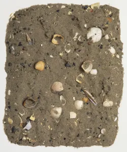 Beach Shells Drucke: Sand covered in shells, view from above