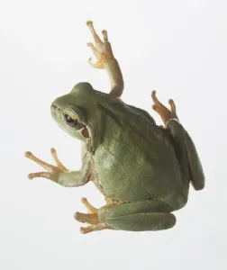 Baumfrosch aus der Luft gesehen