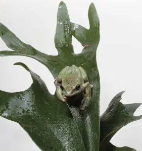 Flora And Fauna Pictures Drucke: Tropical tree frog on damp leaf