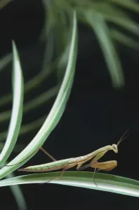 Invertebrate Arthropod Images Drucke: Upper torso view of Mantis on leaf