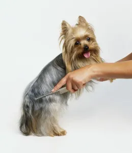 Yorkshire Terrier Grooming Drucke: Using comb on a Yorkshire Terrier, side view