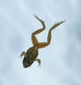 Studio Shot Of A Frog Drucke: Young frog leaping