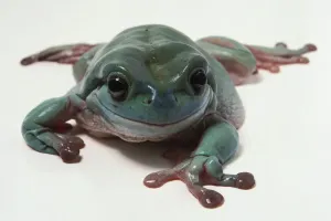 Australian Tree Frog Drucke: Front view of Australian Tree Frog
