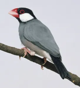 Ornithology Photos Drucke: Side view of a captive Java Sparrow perched on a thin branch