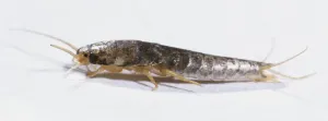 Drucke von Naherung aus der Seitenansicht eines Silberfisches Thysanura Drucke: Naherung aus der Seitenansicht eines Silberfisches