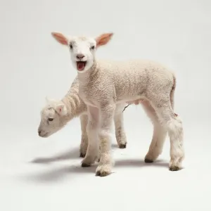 Baby Sheep Drucke: Side view of two lambs bleating