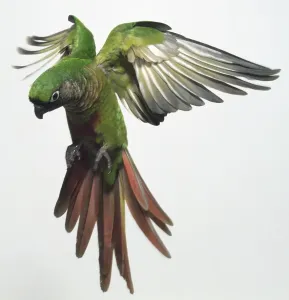 Exotic Bird Photography Drucke: Front view of a Red-Fronted Parakeet