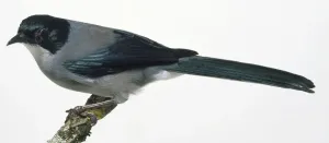 Side View Of A Bird Drucke: Side view of a Rufous Sibia, perching on a lichen-covered branch