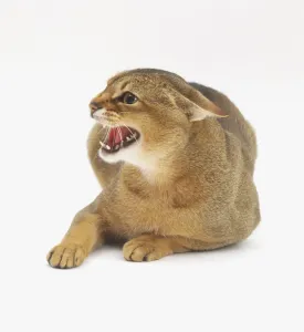 Domestic Cat Behavior Drucke: An aggressive cat