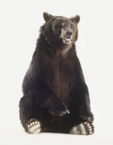 One Animal Studio Photography Drucke: Brown bear