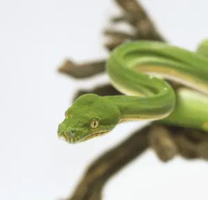 White Background Snake Photos Drucke: Close-up of the head of a Green Tree Python