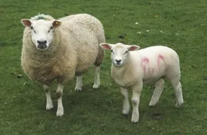 Lamb Looking At Camera Drucke: Ewe and lamb