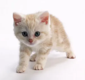 Drucke von Zimt und weiße Katzenkatze mit Tabellenaugen im Blick auf die Kamera Verwandte Bilder Drucke: Zimt- und weiße Katzenkatze, die den Kamera vorbeischaunt