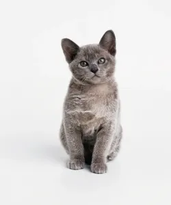 Grey Domestic Cat Drucke: A grey kitten, looking at camera