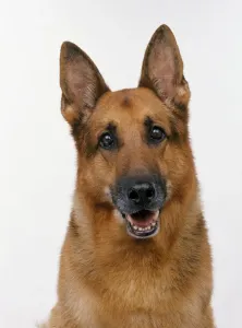 Animal Head Photography Drucke: Head of a German Shepherd, looking at camera