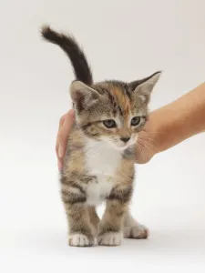 Kitten Portrait Photography Drucke: A kitten being stroked