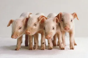 Piglet Photography Drucke: Three pink piglets