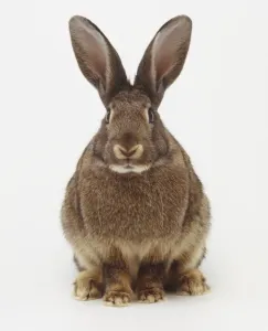Gerahmter Druck : Rabbit Gerahmter Druck : Rabbit