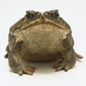 Tropische Kröten Drucke: Vorderansicht des Kanariengiftschwanzes (Bufo marinus)