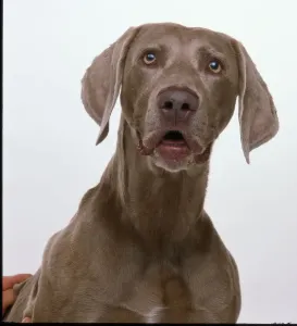 Deutscher Weimarer Hund (Canis familiaris)