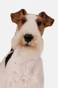 Wire Fox Terrier Drucke: Wire Fox Terrier, looking at camera