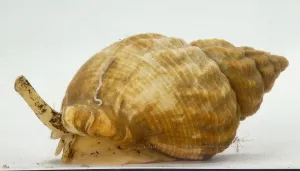Marine Gastropod Drucke: Whelk