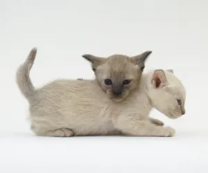 Drucke von Zwei weiße Katzen spielen Tier Drucke: Zwei weiße Katzen spielen