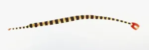 Exotic Sea Creatures Drucke: Zebra Pipefish