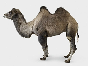 Camelus Bactrianus Drucke: Bactrian camel- camelus bactrianus
