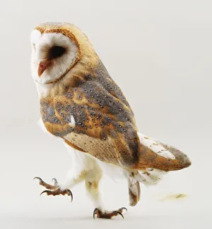 Birds With Sharp Talons Drucke: Barn owl, standing, white background