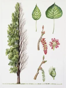 Schwarzer Ahornblätterbaum (Populus nigra) Illustration