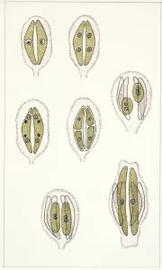Biologie Drucke: Molekularbiologie, Algenarten oder Phytoplanktonartigkeitsgruppen (Bacillariophyceae)
