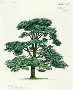Botanisch Drucke: Pinaceen, Libanon-Efeu Cedrus libani, Illustration
