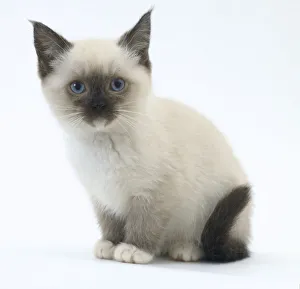 Birma Drucke: Burmakitten