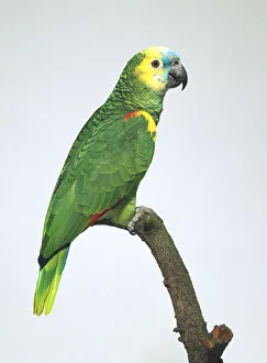 Blue Fronted Amazon Parrot Drucke: Blue fronted amazon parrot - side view