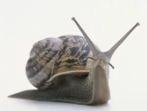 Drucke von Braunige Schnecke schleppt sich vorwärts mit der Gehäuse auf Rücken und Augen in langen Stielen im Vorderansicht Braune Gartenschnecke Drucke: Braunige Schnecke schmiegt vorwärts mit der Rückenröhre auf dem Rücken