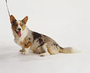Cute Domesticated Animals Drucke: Brown and white corgi, black merle patterning on sides