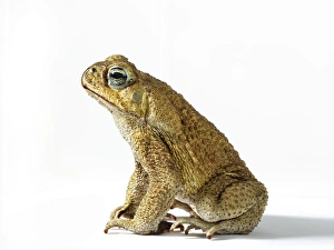Drucke von Ziegenbeinröhrlurch (Bufo marinus) vom Seitenblick Kröten Drucke: Kugelblättergiftschwamm (Bufo marinus) Seitenansicht