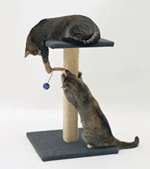 Tabby Cat Pictures Drucke: A cat against a rope scratching post