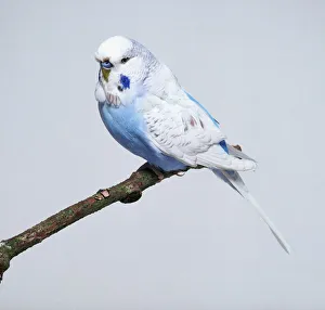 Melopsittacus Undulatus Images Drucke: Cobalt blue spangle budgerigar - side view