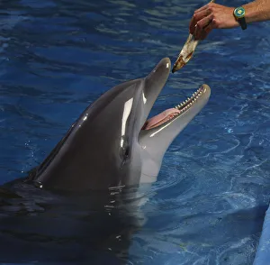 Ocean Wildlife Pictures Drucke: Dolphin with head above water