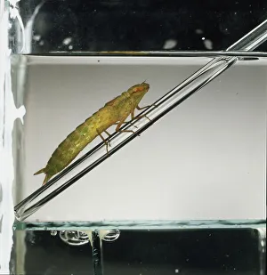 Insect Life Cycle Stages Drucke: A dragonfly nymph