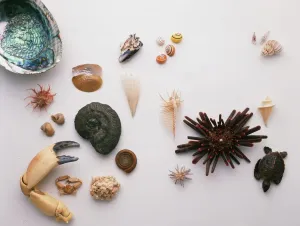 Abalones Drucke: Sammlung von Schalen